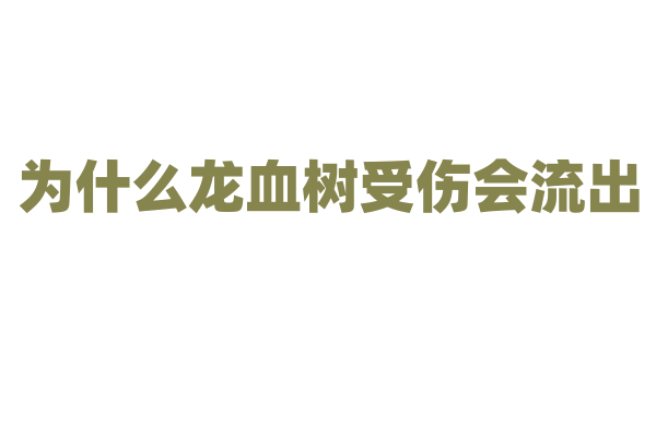 为什么龙血树受伤会流出 “血” 一样的树脂？